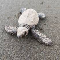 Volunteer in Wildlife Conservation with LV!