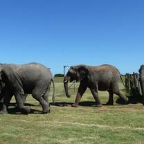 Volunteer in Wildlife Conservation with LV!