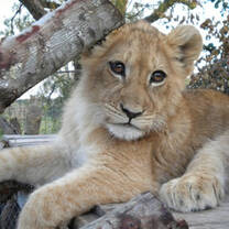 Volunteer in Wildlife Conservation with LV!