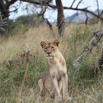 Volunteer in Wildlife Conservation with LV!