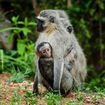Volunteer in Wildlife Conservation with LV!
