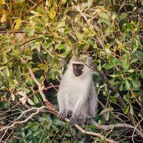 Volunteer in Wildlife Conservation with LV!