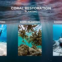Different Restoration Techniques
