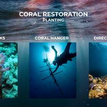 Different Restoration Techniques