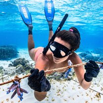 Freedive and plantings corals