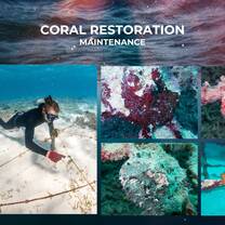 Maintenance 