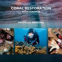 Maintenance