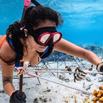 freediving with corals