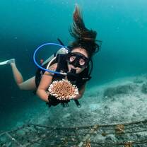 Planting corals while Scuba diving