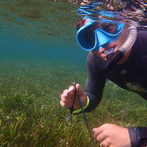 Seagrass Snorkel