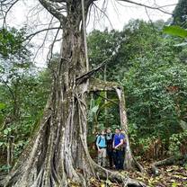 Old growth forest in Costa Rica