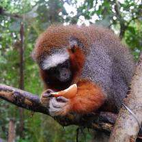 an orange monkey inspects an orange peel
