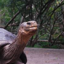 a great tortoise 