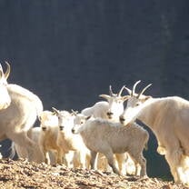 Mountain Goats