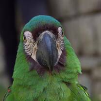 a green parrot stares down the camera 