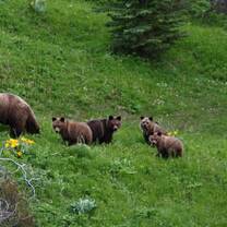 Grizzly Bear & 4 Cubs 