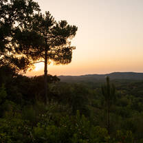 View of the sunset over the vineyard of one of LITA's community partners