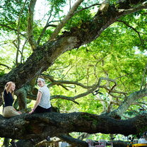 tree