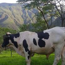 Bull