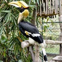 Great Hornbill "Madame" 