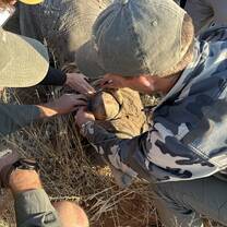 Rhino horn measuring