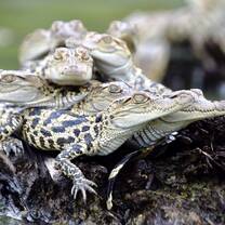 Baby Siamese Crocodiles