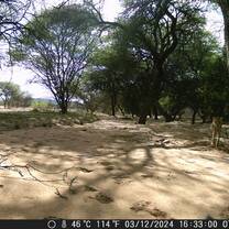 Baby cheetah caught on monitoring camera