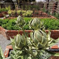 Sustainability at Otjiwa, freshly grown produce