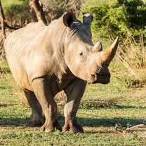 White Rhino