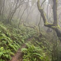 A misty forest in Spain featuring winding, moss-covered trees and a narrow dirt path surrounded by lush green ferns. The enchanting fog adds an otherworldly atmosphere, inviting nature lovers and RVF International adventurers to explore one of Spain’s dreamlike hidden gems.