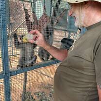 Volunteer bottle feeds one of our orphan baby monkeys