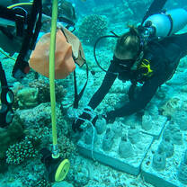 divers arte installing an artificial bottle reef 