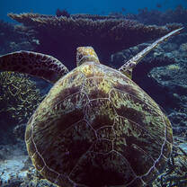 A green turtle glides along the reefs around Pom Pom