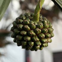 Fruit tree