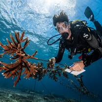 coral nursery