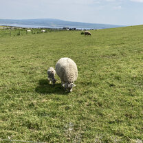 Baby Lambs in Limerick