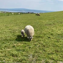 Baby Lambs in Limerick
