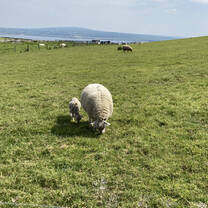 Baby Lambs in Limerick