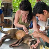 Volunteer rescuing an animal