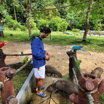 Volunteer feeding animals