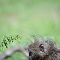 Monkey