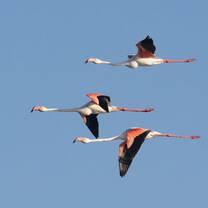 Storks flying