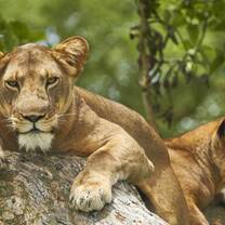 Uganda has one of the richest wild life reserves in Africa