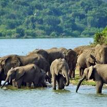 Watching a herd of elephants relaxed and cooling themselves.