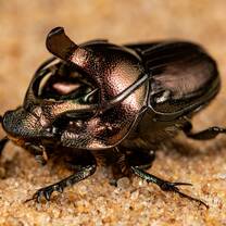 Bug