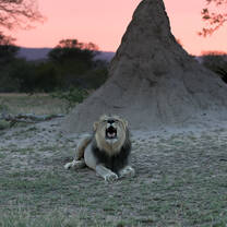 African Sunset