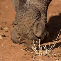 Elephant paw 