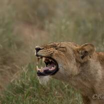 Lion roaring