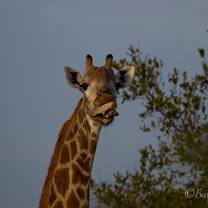 Jiraffe
