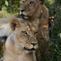 Lions